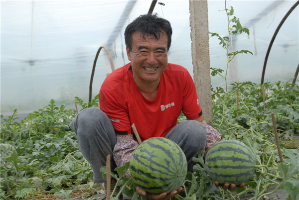 山東即墨大棚西瓜熟了 瓜農(nóng)喜獲豐收笑開(kāi)顏